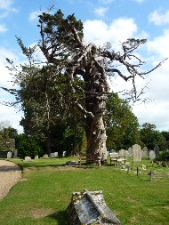 An ancient tree in the churchyard of Birdham.